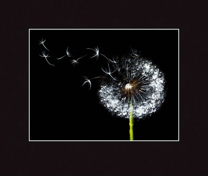 Dandelion Original art 9x8" by S. Lee Mark - Blowball painting Still Life Art Decor Home Décor Wall Décor Hangings Paintings Home & Living